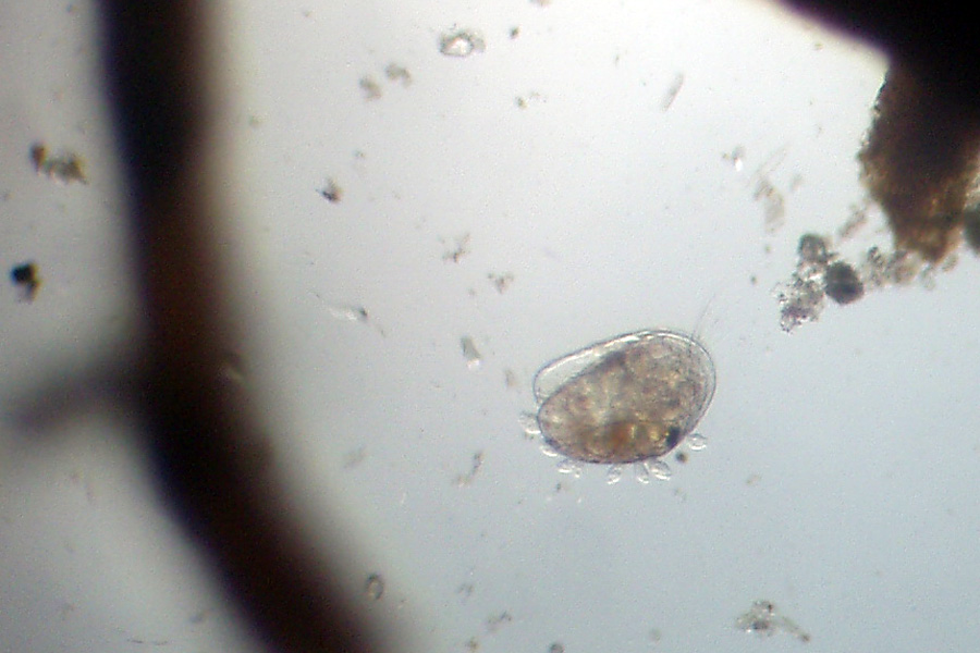Peritricha su ostracode